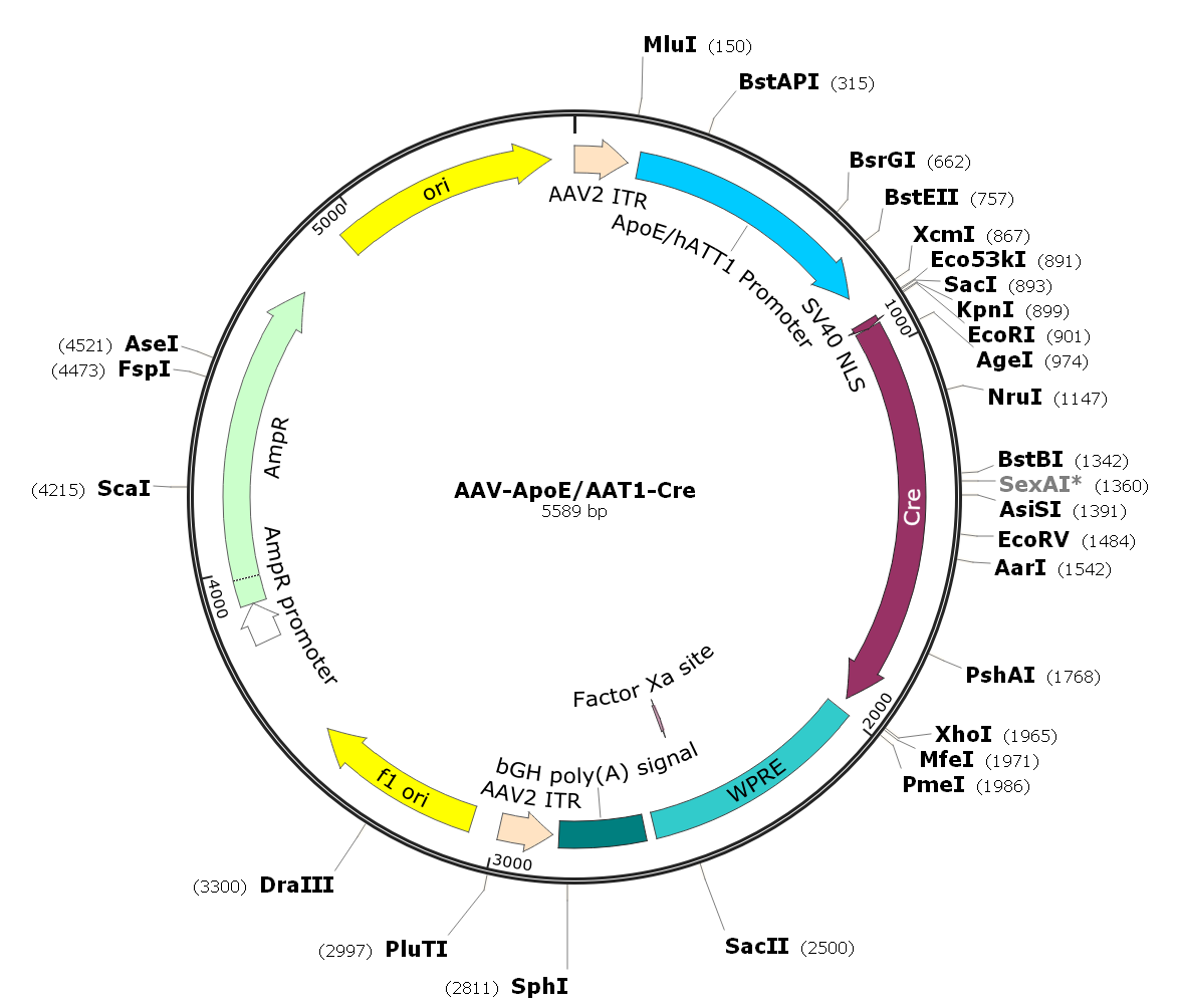 Pre-made recombinant AAV; AAV-ApoE/AAT1-Cre; AAV8-ApoE/AAT1-Cre