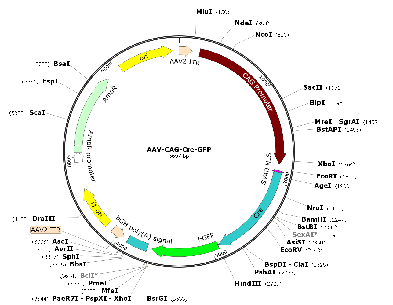 Pre-made recombinant AAV; AAV-CAG-Cre-GFP; AAV(BR1)-CAG-Cre-GFP; AAV-CBA-Cre-GFP; AAV(BR1)-CBA-Cre-GFP