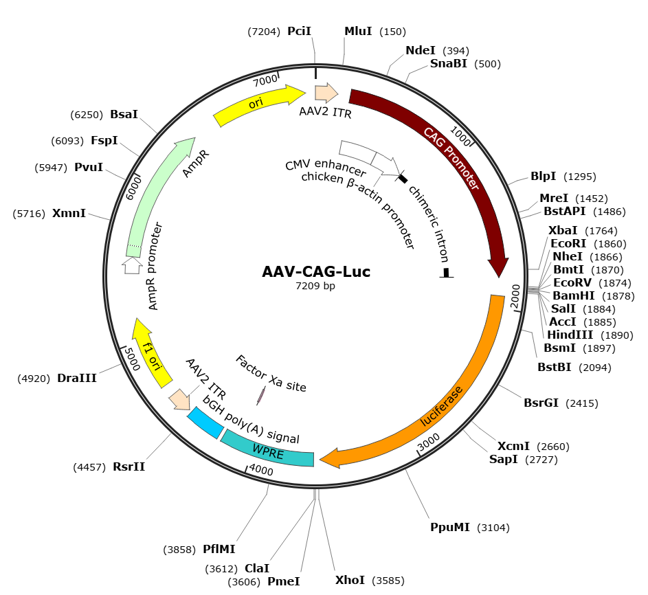 Pre-made recombinant AAV; AAV-CAG-Luc; AAV-CBA-Luc, AAV2-CAG-Luc; AAV2-CBA-Luc