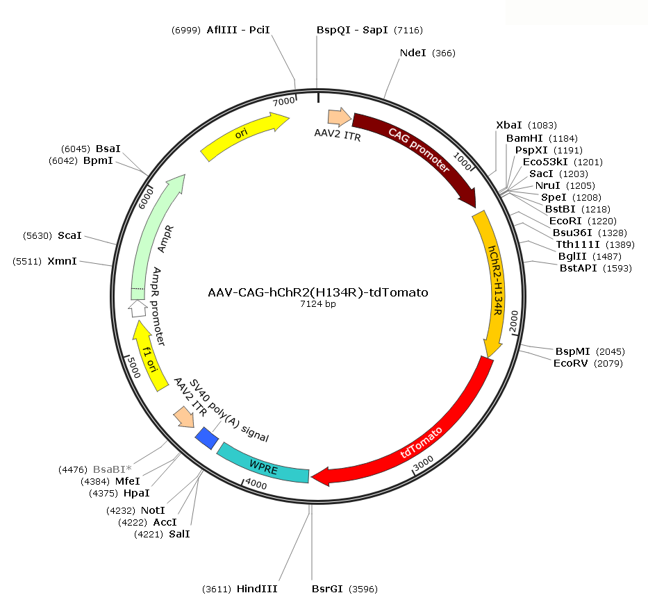 Pre-made recombinant AAV; AAV-CAG-ChR2(H134R)-tdTOMATO; AAV2-CAG-ChR2(H134R)-tdTOMATO
