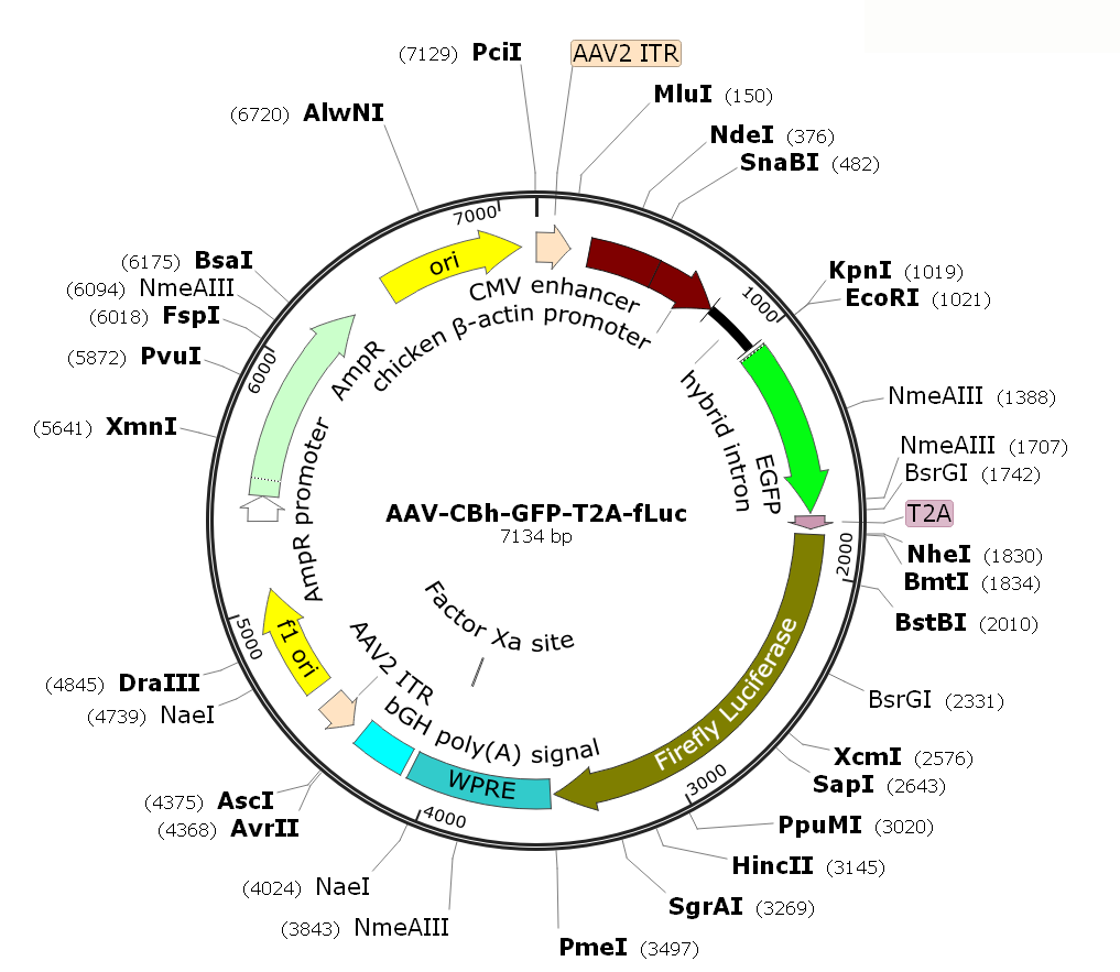 Pre-made recombinant AAV; AAV-CBh-GFP-T2A-fLuc; AAV8-CBh-GFP-T2A-fLuc