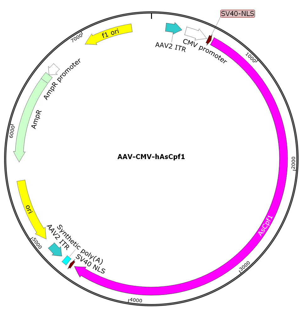 Pre-made recombinant AAV; AAV-hAsCpf1; AAV-CMV-hAsCpf1; AAV2-CMV-hAsCpf1