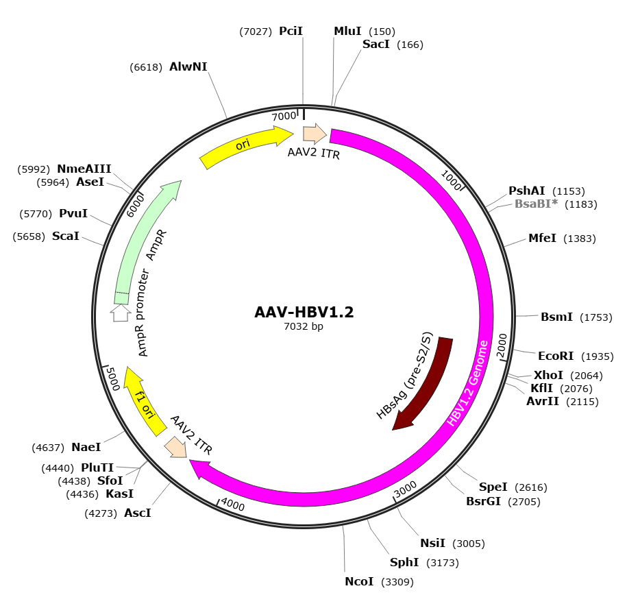 Pre-made recombinant AAV; AAV-HBV1.2; AAV8-HBV1.2