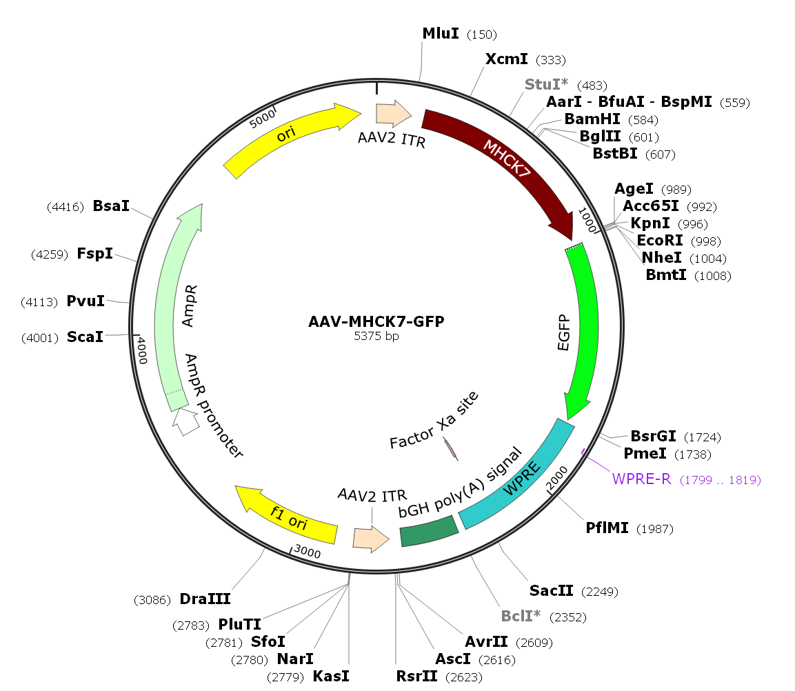 Pre-made recombinant AAV; AAV-MHCK7-GFP; AAV6-MHCK7-GFP