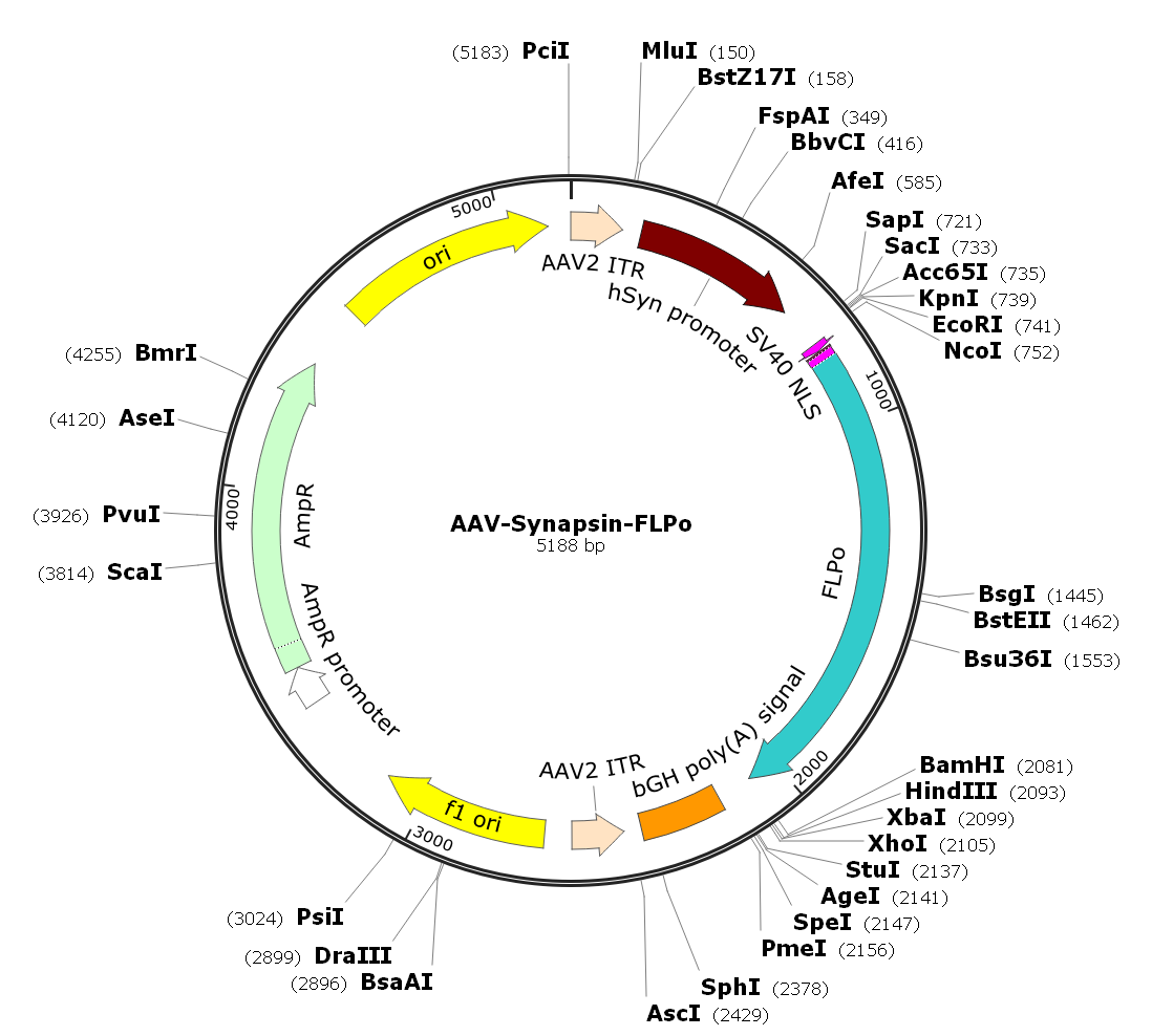 Pre-made recombinant AAV; AAV-Synapsin-FLPo; AAV-Syn-FLPo; AAV9-Synapsin-FLPo; AAV9-Syn-FLPo