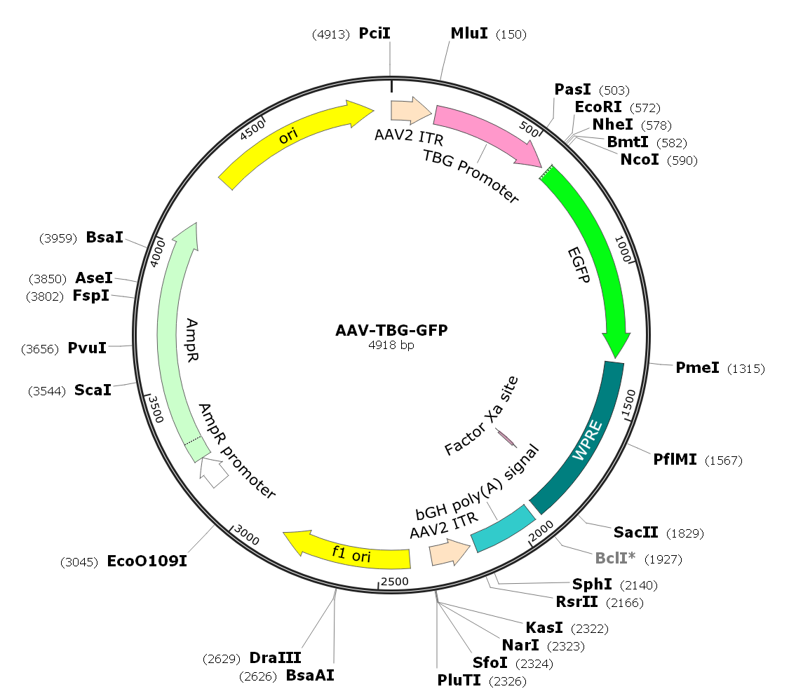 Pre-made recombinant AAV; AAV-TBG-GFP; AAV8-TBG-GFP
