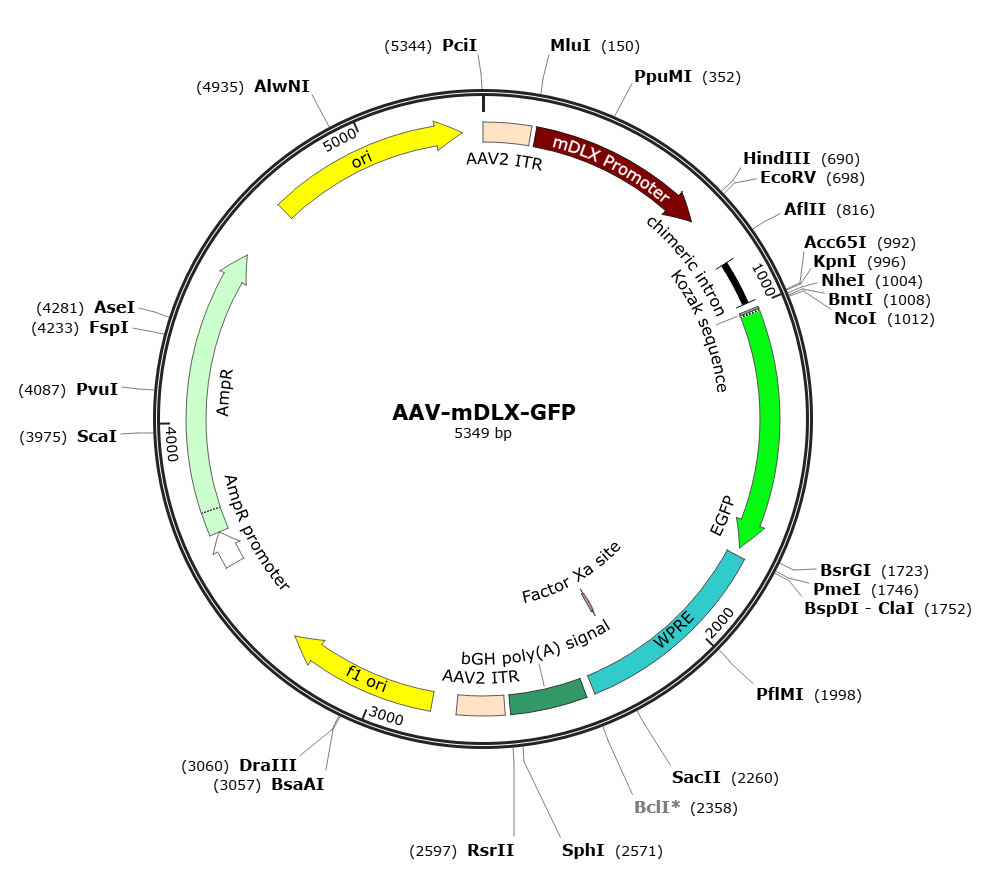 Pre-made recombinant AAV; AAV-mDLX-GFP; AAV5-mDLX-GFP