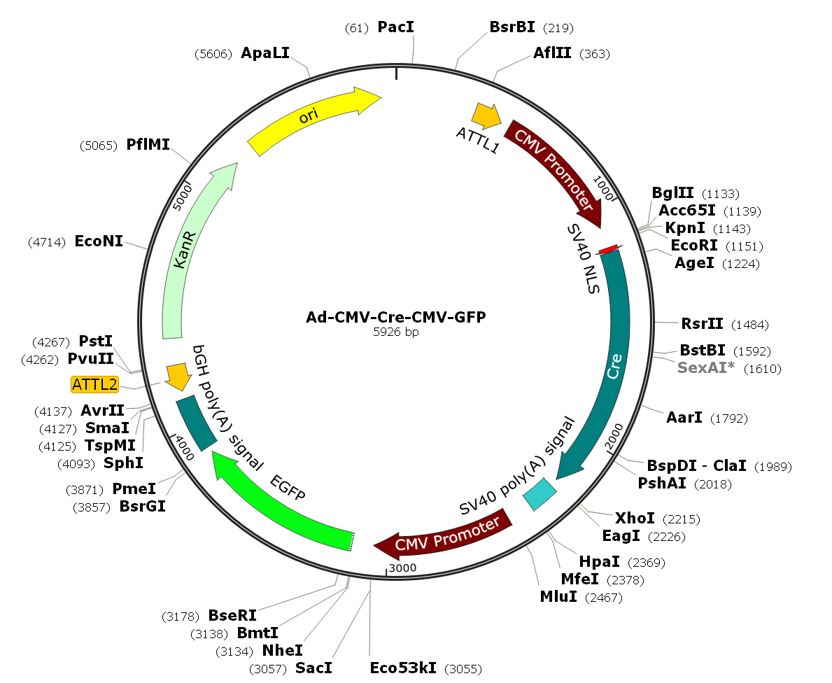 Ad-CMV-Cre-GFP; Ad-CMV-Cre-CMV-GFP; Pre-made Adenovirus