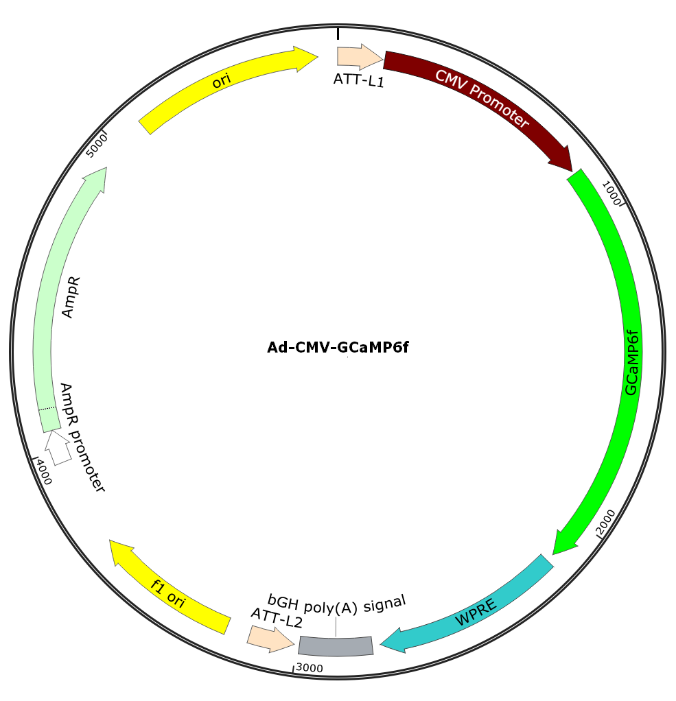 Ad-CMV-GCaMP6f; Ad-GCaMP6f; Pre-made Adenovirus