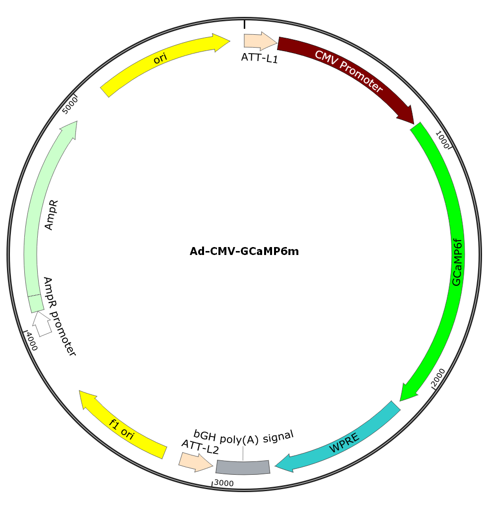Ad-CMV-GCaMP6m; Ad-GCaMP6m; Pre-made Adenovirus