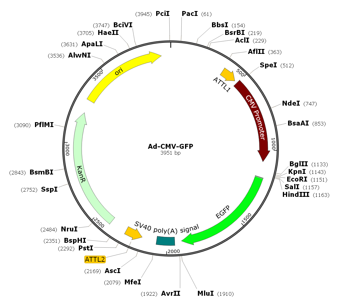 Ad-CMV-GFP; Ad-GFP; Pre-made Adenovirus 