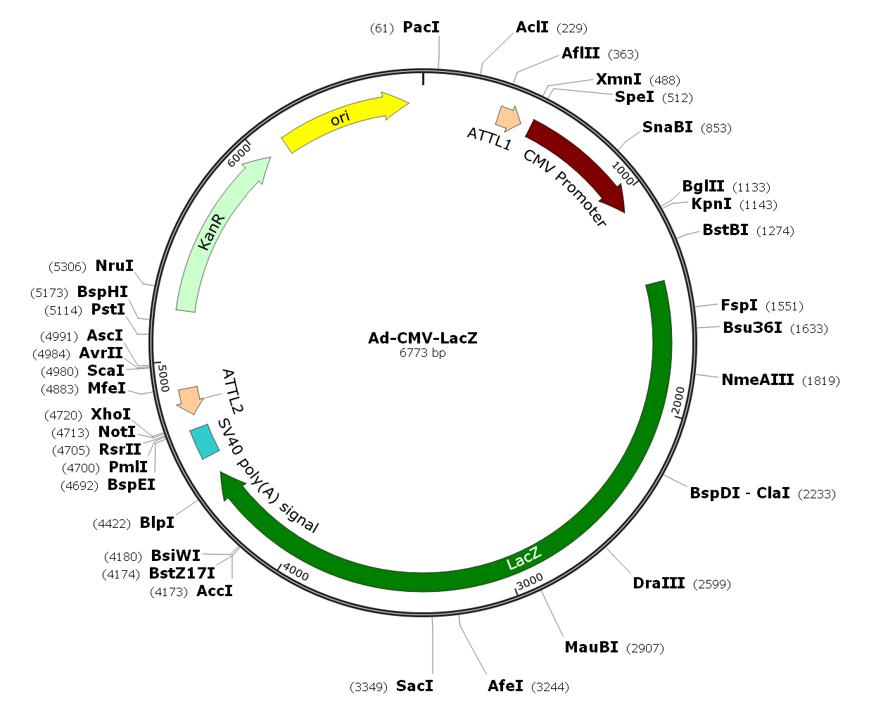 Ad-CMV-LacZ; Ad-LacZ; Pre-made Adenovirus 