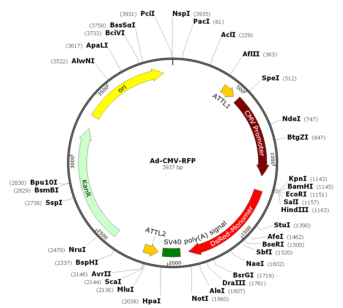 Ad-CMV-RFP; Ad-RFP; Pre-made Adenovirus
