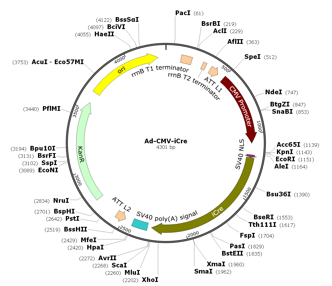 Pre-made human adenovirus serotype 5 (dE1/E3), iCre recombinase adenovirus with puromycin selection co-expression via IRES; Ad-CMV-iCre-IRES-Puro; Ad-CMV-iCre-Puro
