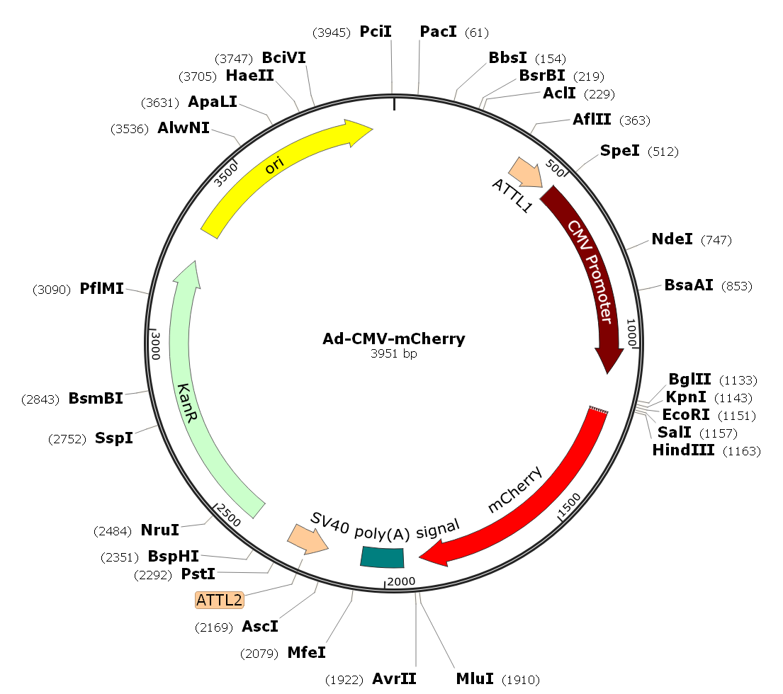 Ad-CMV-mCherry; Ad-mCherry; Pre-made Adenovirus 