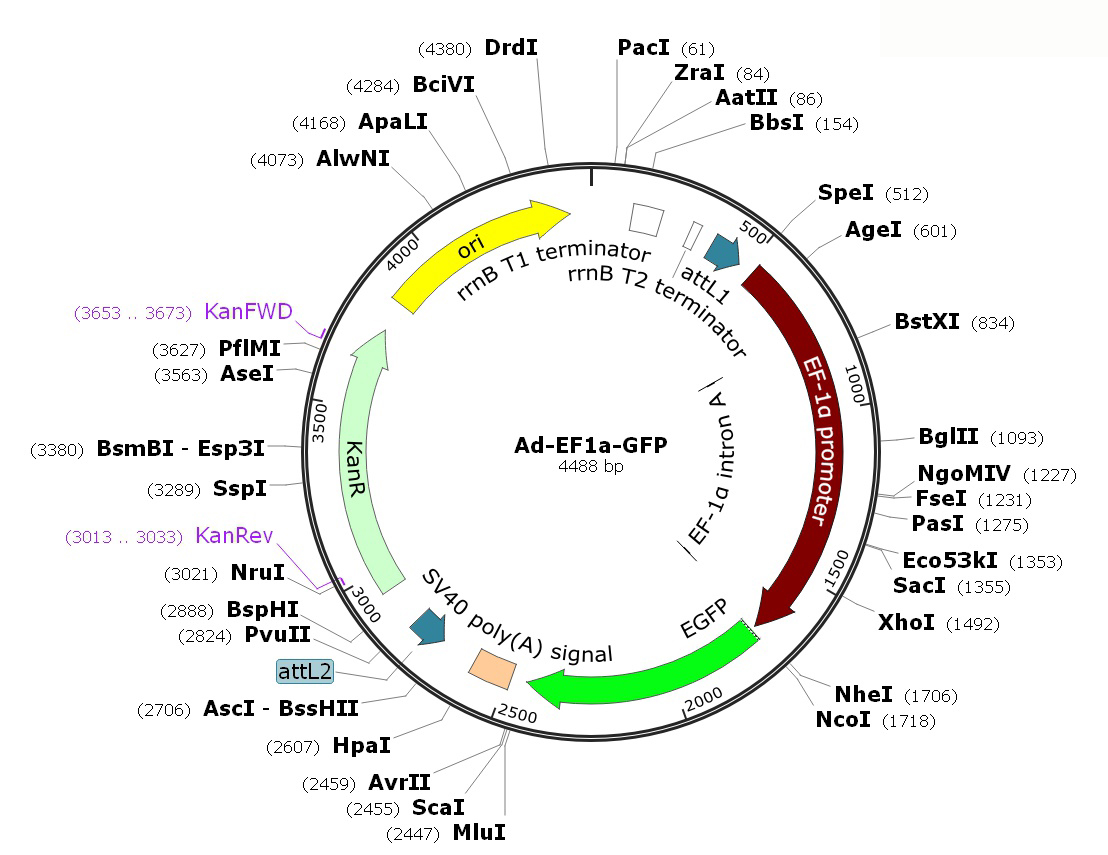 Human Adenovirus Type5 (dE1/E3);  Ad-EF1alpha-GFP; Ad-EF1a-GFP