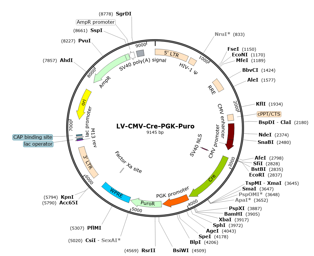LV-CMV-Cre-Puro; LV-CMV-Cre; CMV-Cre-Puro Lentivirus; CMV-Cre Lentivirus