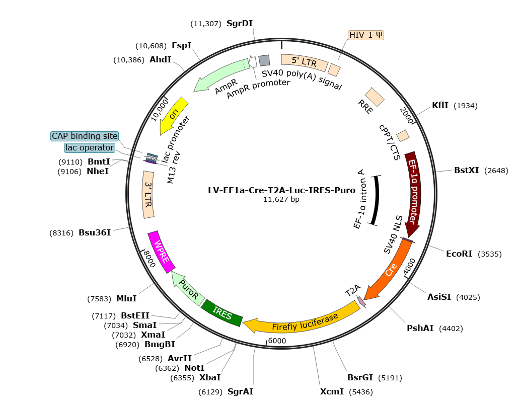 Pre-made recombinant lentivirus | LV-EF1α-Cre-T2A-fLuc-Puro | LV-EF1a-Cre-T2A-fLuc-Puro | EF1a-Cre-P2A-fLuc-IRES-Puro Lentivirus