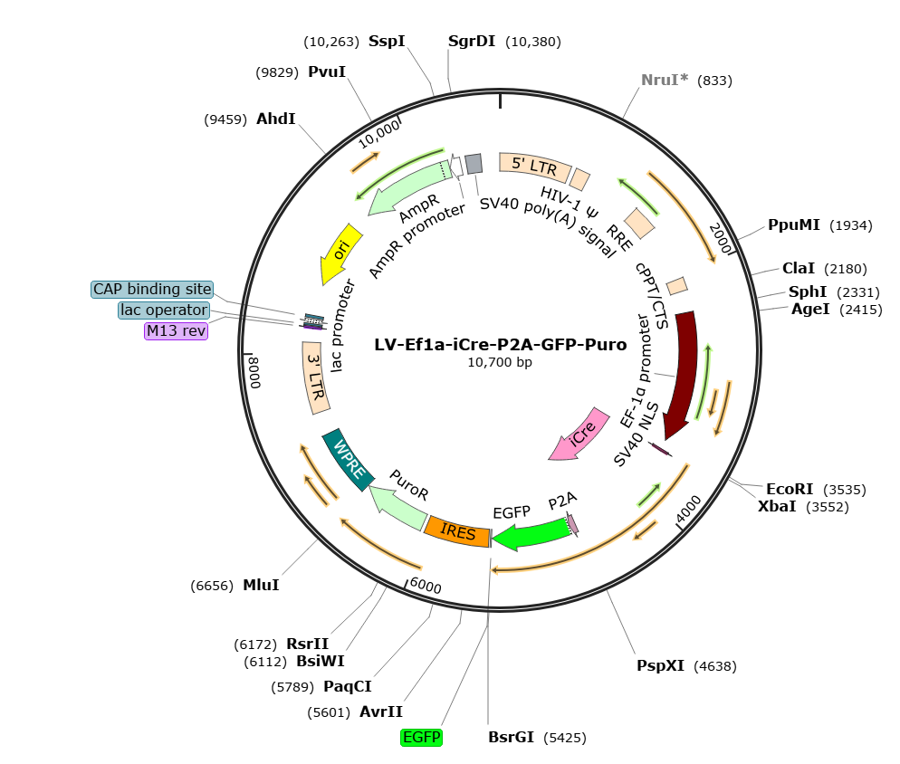 Pre-made recombinant lentivirus | LV-EF1a-iCre-P2A-GFP-Puro | LV-EF1α-iCre-P2A-GFP-Puro | LV-EF1a-iCre-P2A-GFP-IRES-Puro | LV-EF1α-iCre-P2A-GFP-IRES-Puro