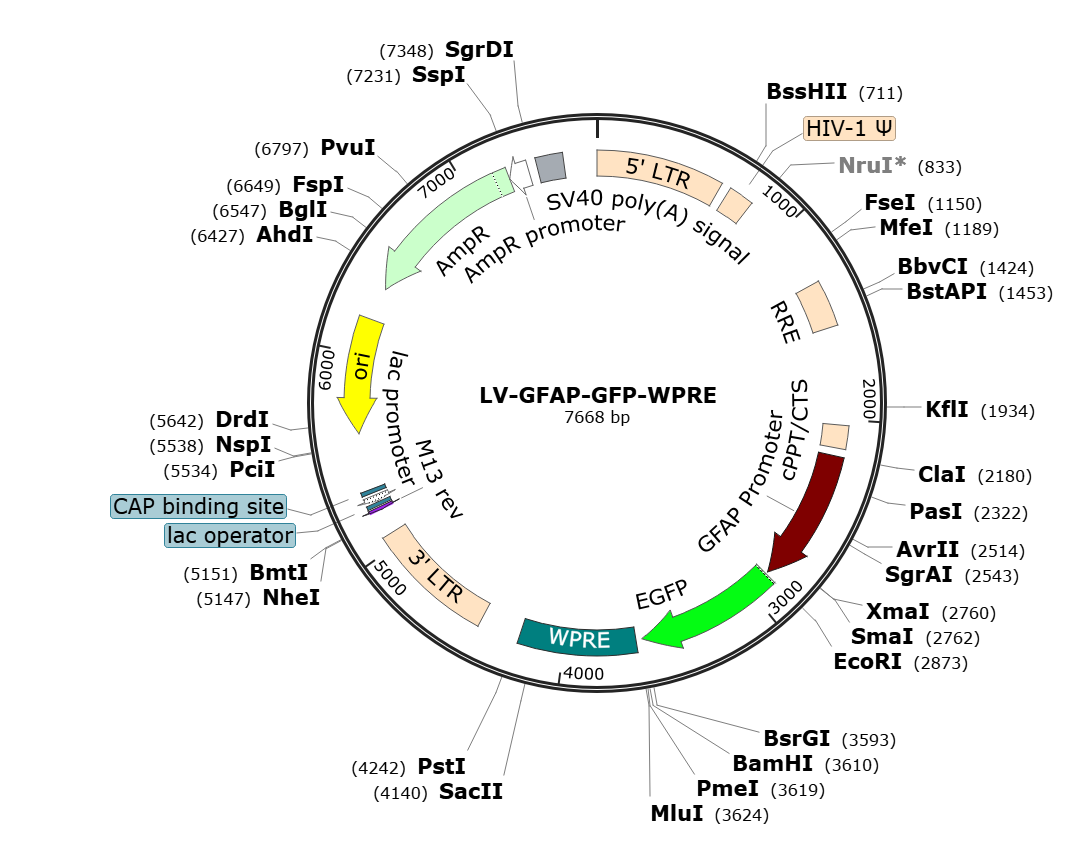 Pre-made recombinant lentivirus | LV-GFAP-GFP | LV-GFAP-eGFP | GFAP-GFP Lentivirus