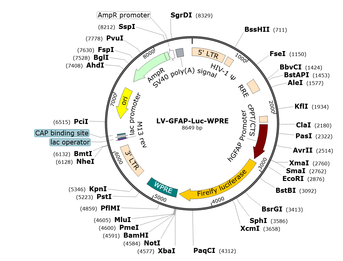 Pre-made recombinant lentivirus | LV-GFAP-Luc | LV-GFAP-fLuc | GFAP-fLuc Lentivirus