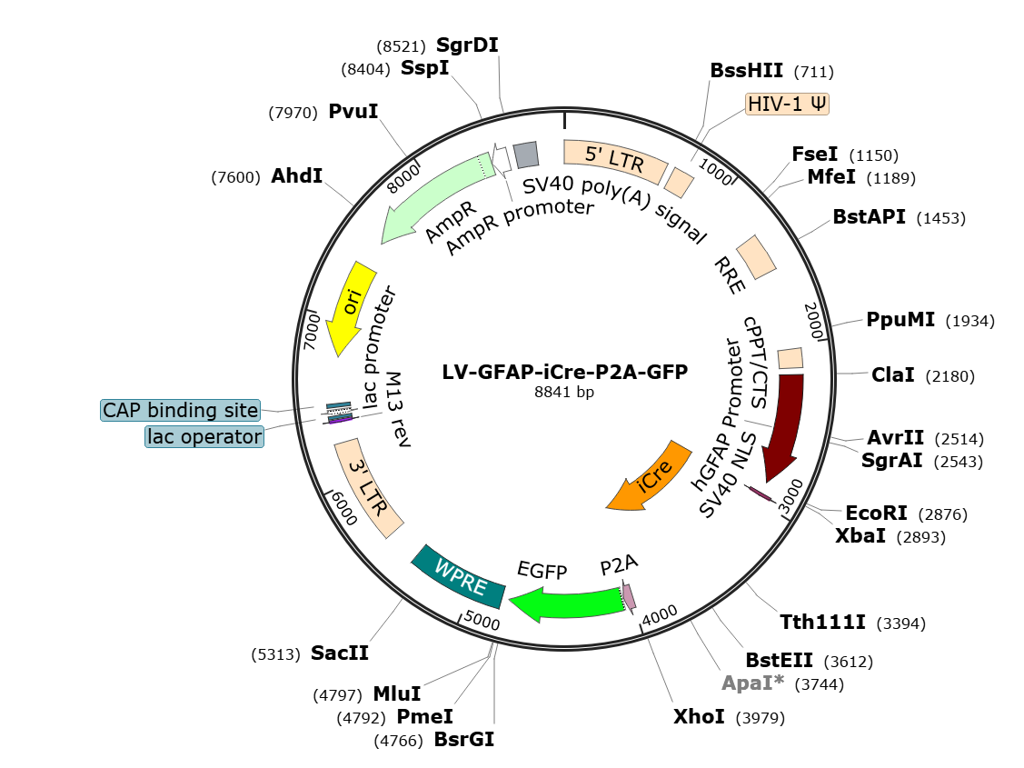 Pre-made recombinant lentivirus | LV-GFAP-iCre-P2A-GFP | GFAP-iCre-P2A-GFP Lentivirus