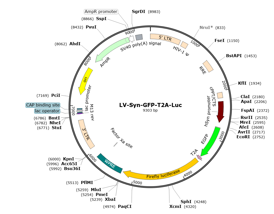 Pre-made recombinant lentivirus | LV-Synapsin-GFP-T2A-fLuc | LV-Syn-GFP-T2A-fLuc | Syn-GFP-T2A-fLuc Lentivirus