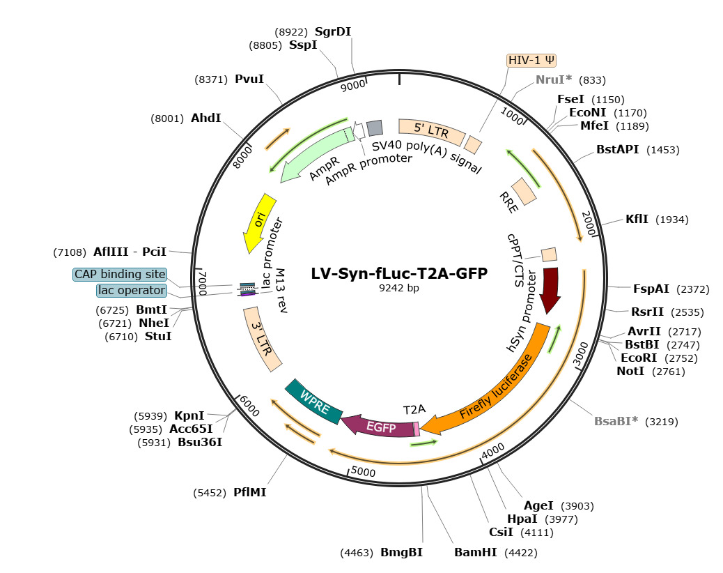 Pre-made recombinant lentivirus | LV-Synapsin-fLuc-T2A-GFP | LV-Syn-fLuc-T2A-GFP | Syn-fLuc-T2A-GFP Lentivirus