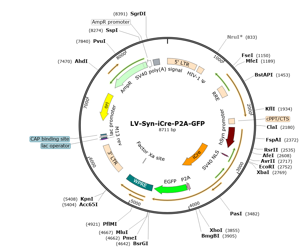 Pre-made recombinant lentivirus | LV-Synapsin-iCre-P2A-GFP | LV-Syn-iCre-P2A-GFP | Syn-iCre-P2A-GFP Lentivirus