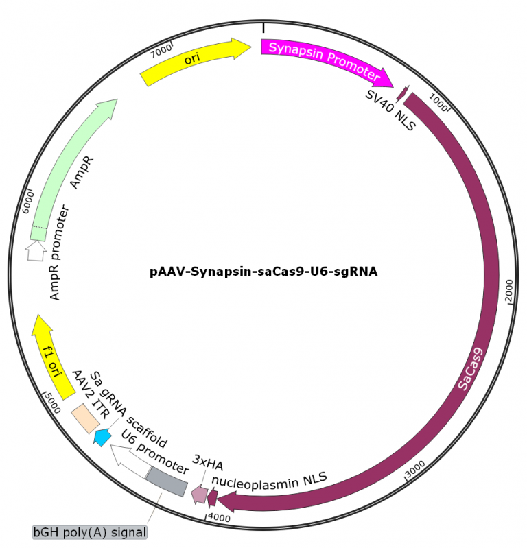 RAAV Cis Vectors Available For Easy Packaging Cas9 And SgRNA In One ...