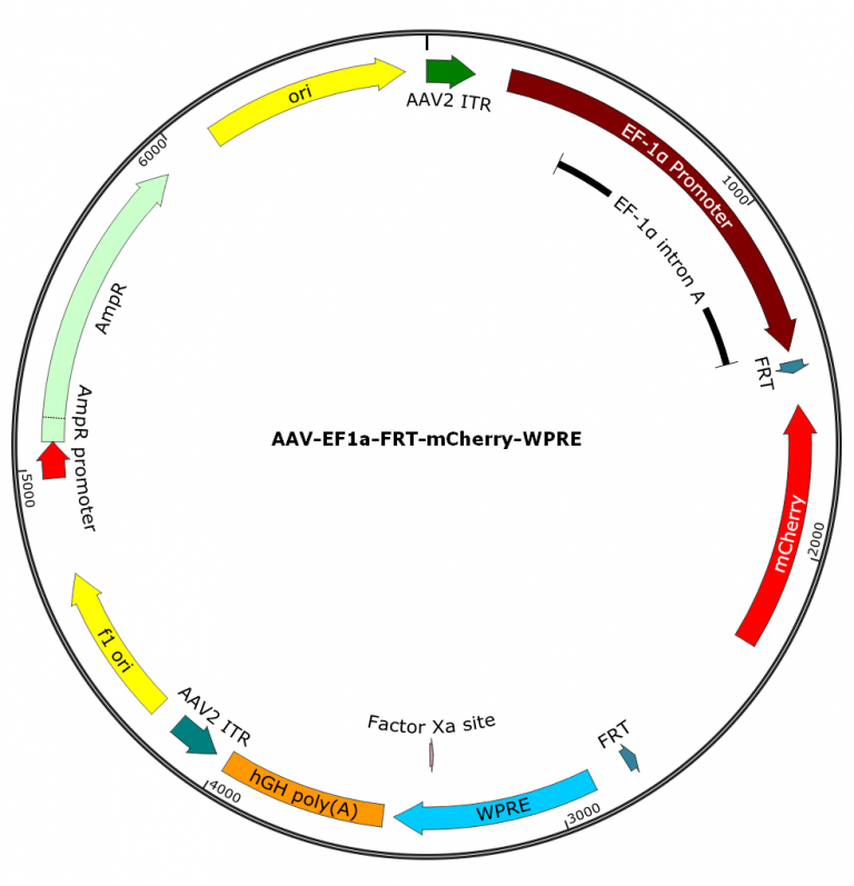 AAV-EF1a-FRT-mCherry-WPRE And AAV-CAG-FRT-GFP-WPRE Ready To Package ...