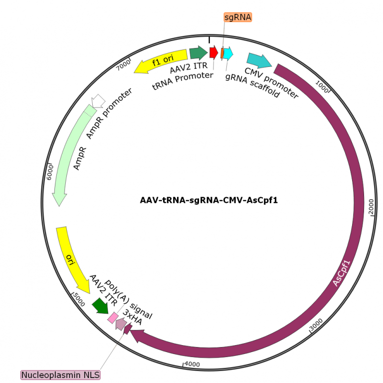 AAV-tRNA-sgRNA-CMV-hAsCpf1 Ready To Package – SignaGen Blog