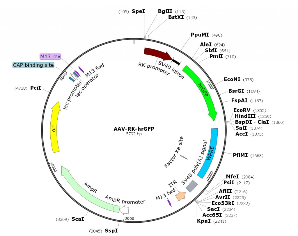 AAV5-RK-hrGFP Ready To Package – SignaGen Blog