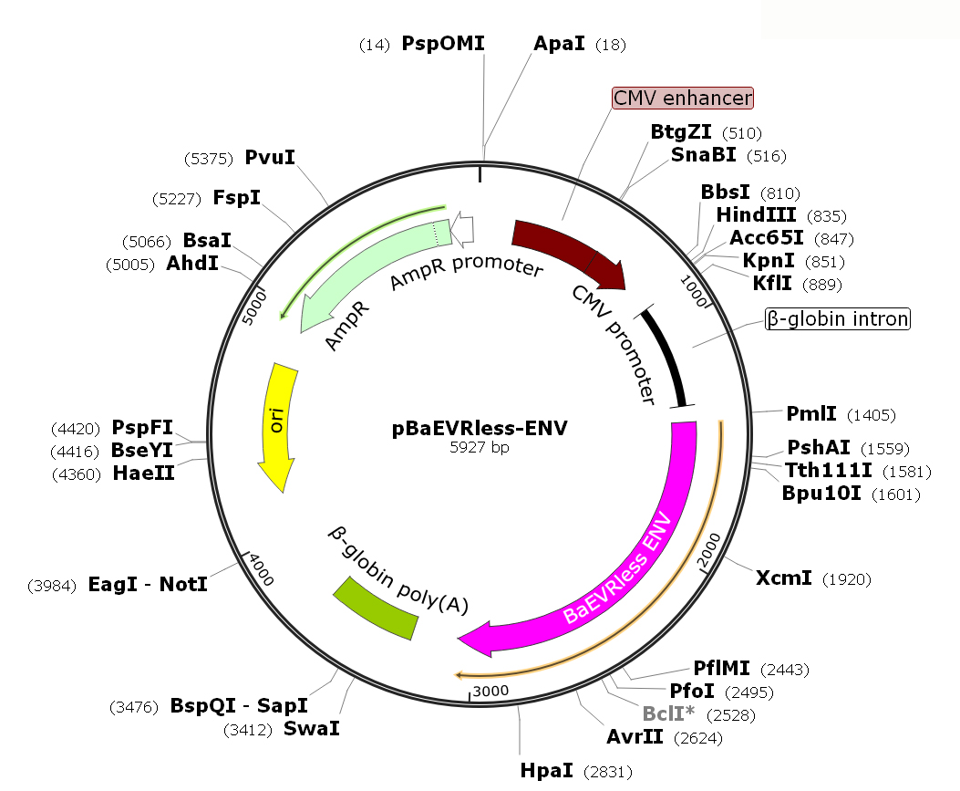 LV-EF1a-GFP-Puro In Baboon Envelope Pseudotype, Ready To Package ...