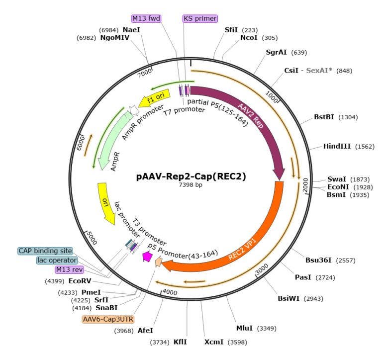 AAV(REC2)-CMV-GFP Is Ready To Package – SignaGen Blog