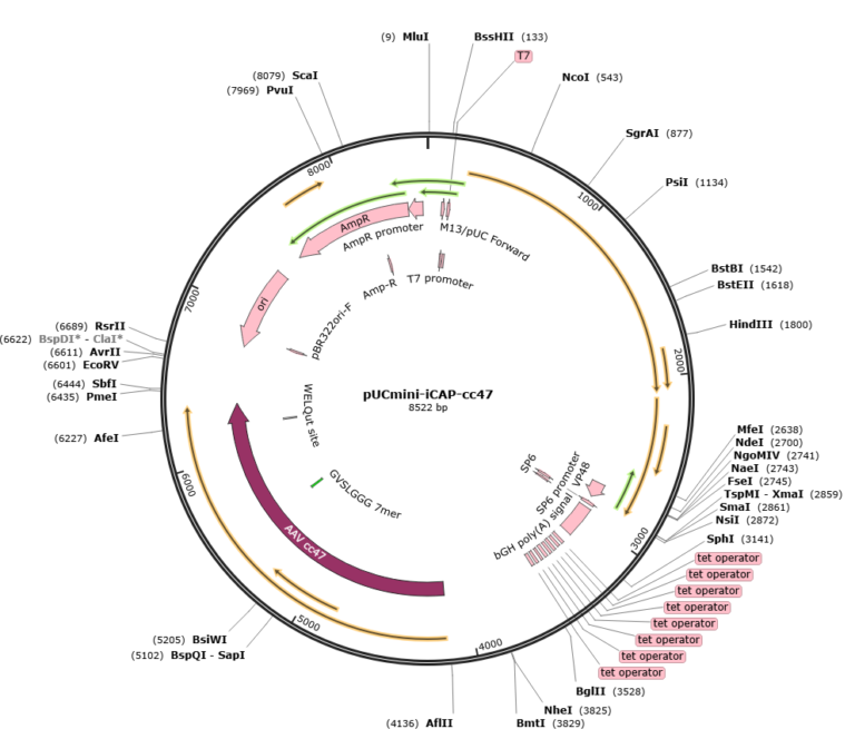 AAV(cc47)-CMV-GFP is Ready to Package – SignaGen Blog