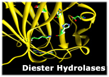 Phosphoric Diester Hydrolases