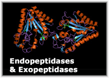 Endopeptidases & Exopeptidases