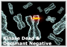 Protein Kinase, Dead Mutants or Dominant Negatives