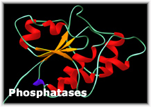 Phosphoprotein Phosphatases