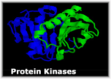 Protein Kianses