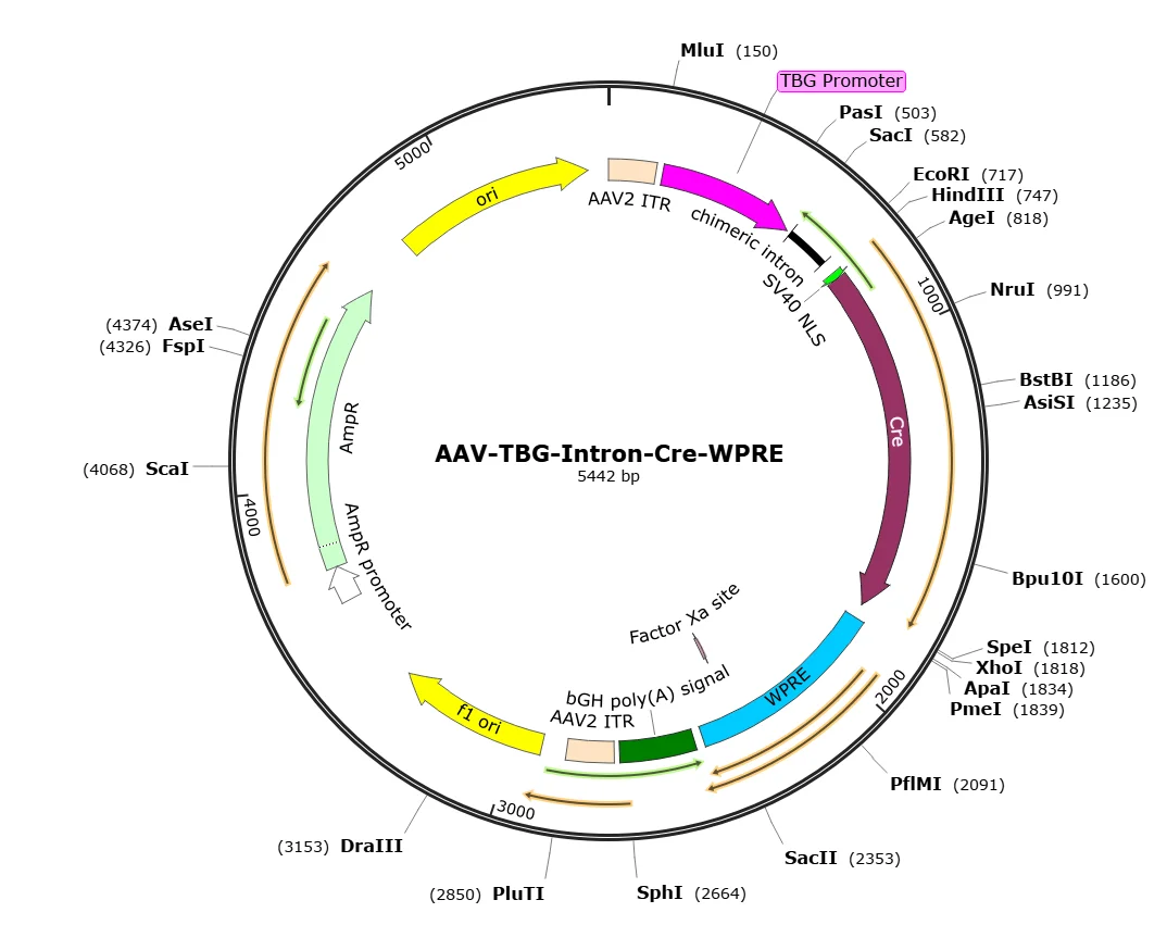 AAV-TBG-Intron-Cre-WPRE SignaGen premade AAV-TBG-Cre (AAV Serotype 8) recombinant AAV vector, In Stock