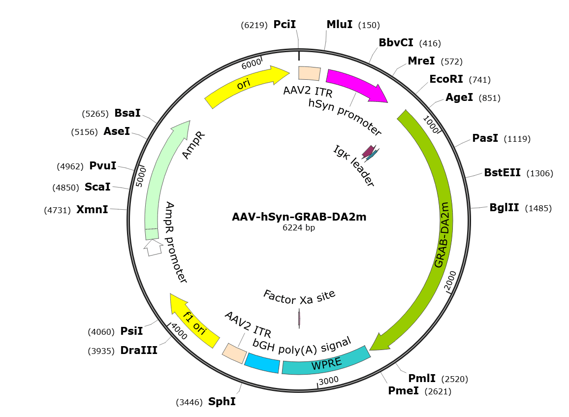 SignaGen premade AAV-hSyn-GRAB-DA2m (Serotype 9) recombinant AAV vector, In Stock