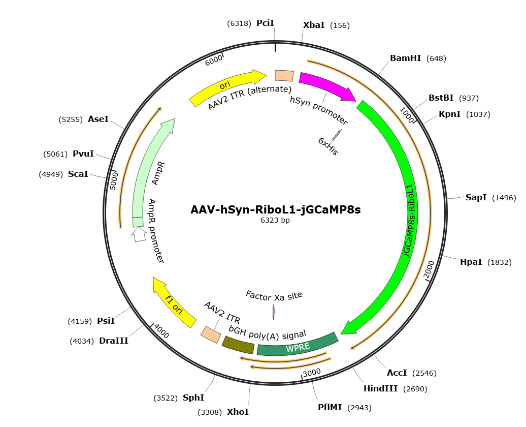 SignaGen premade AAV1-hSyn-RiboL1-jGCaMP8s recombinant AAV vector, In Stock